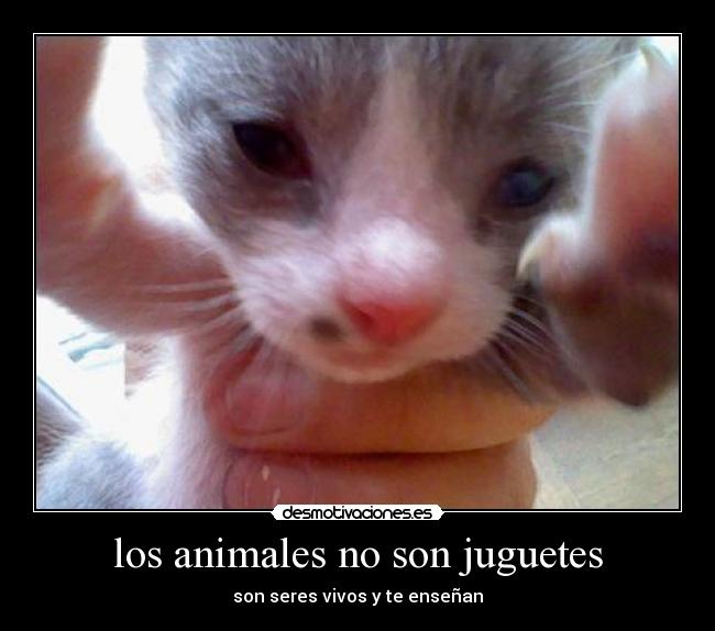 los animales no son juguetes - 