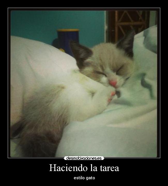 Haciendo la tarea - estilo gato