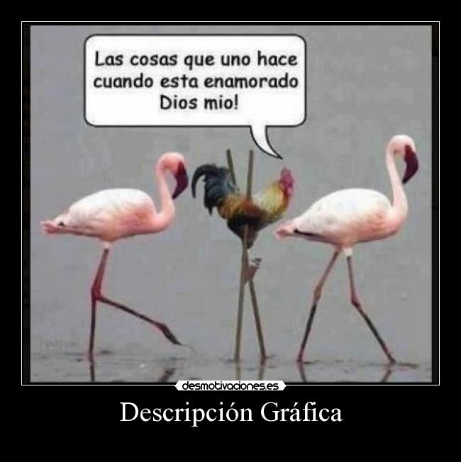 Descripción Gráfica -