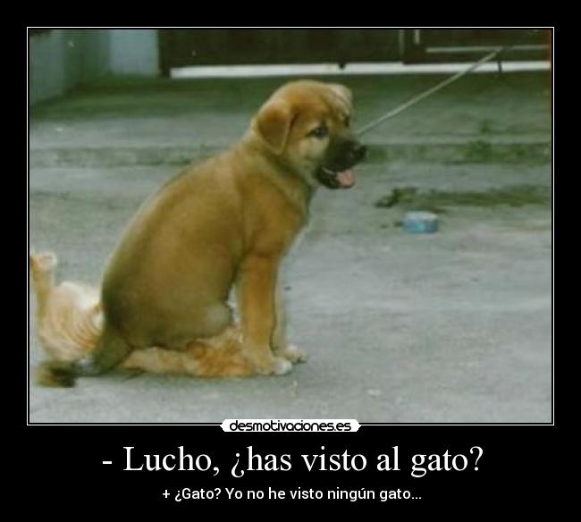 - Lucho, ¿has visto al gato? -