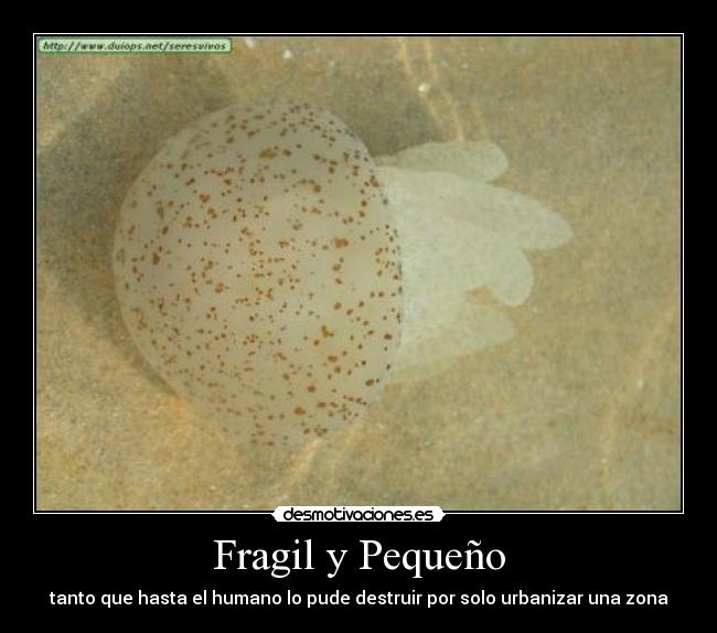 Fragil y Pequeño - tanto que hasta el humano lo pude destruir por solo urbanizar una zona