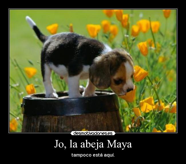 Jo, la abeja Maya - tampoco está aquí.