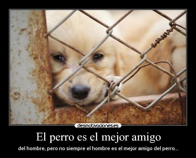 El perro es el mejor amigo -