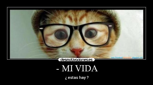 carteles vida gatito desmo lool jeffwr desmotivacion desmotivaciones