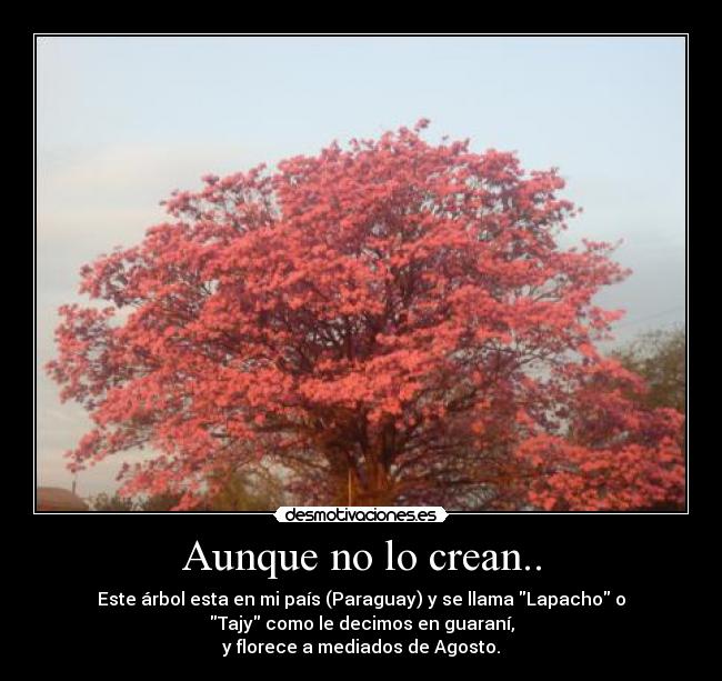 Aunque no lo crean.. - Este árbol esta en mi país (Paraguay) y se llama Lapacho o
Tajy como le decimos en guaraní,
y florece a mediados de Agosto.