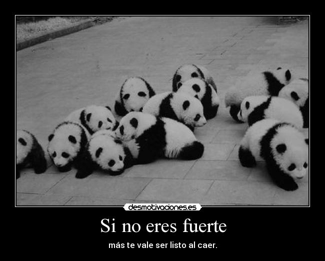 carteles molan pandas desmotivaciones
