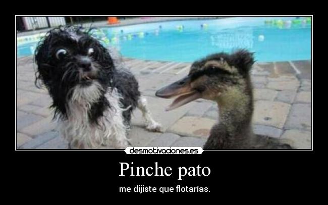 Pinche pato - me dijiste que flotarías.