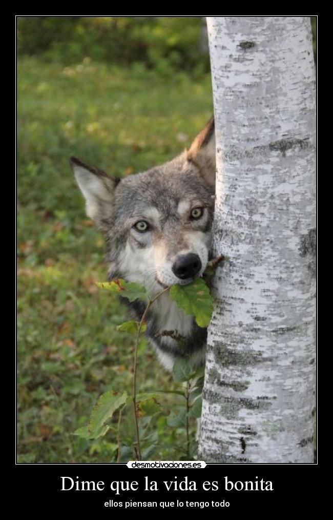 carteles vida malaquita desmotivaciones