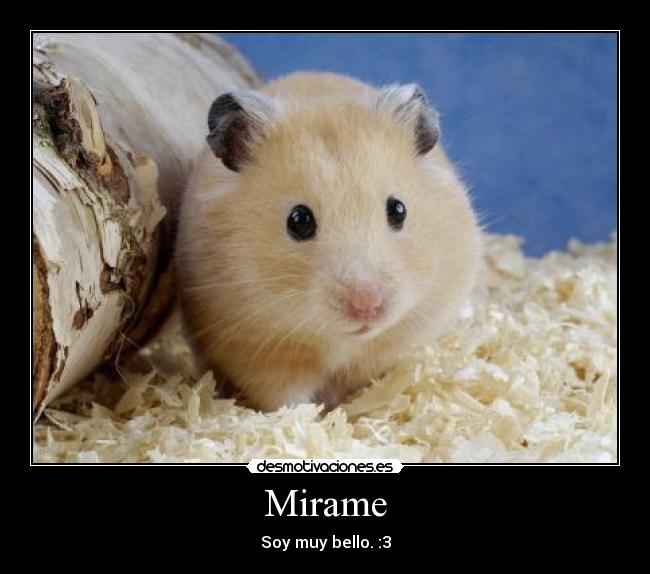 Mirame - 