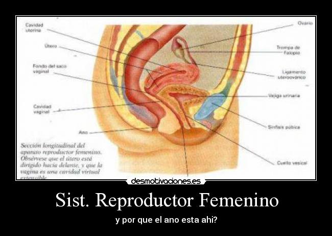 Sist. Reproductor Femenino - y por que el ano esta ahi?