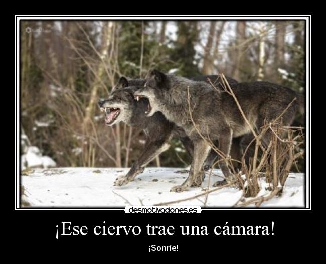 ¡Ese ciervo trae una cámara! -