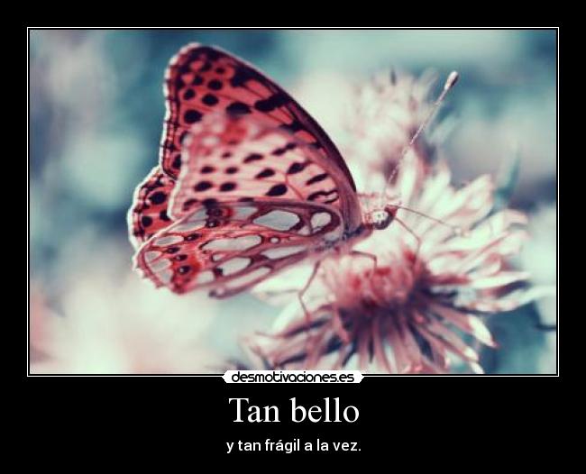 Tan bello - y tan frágil a la vez.