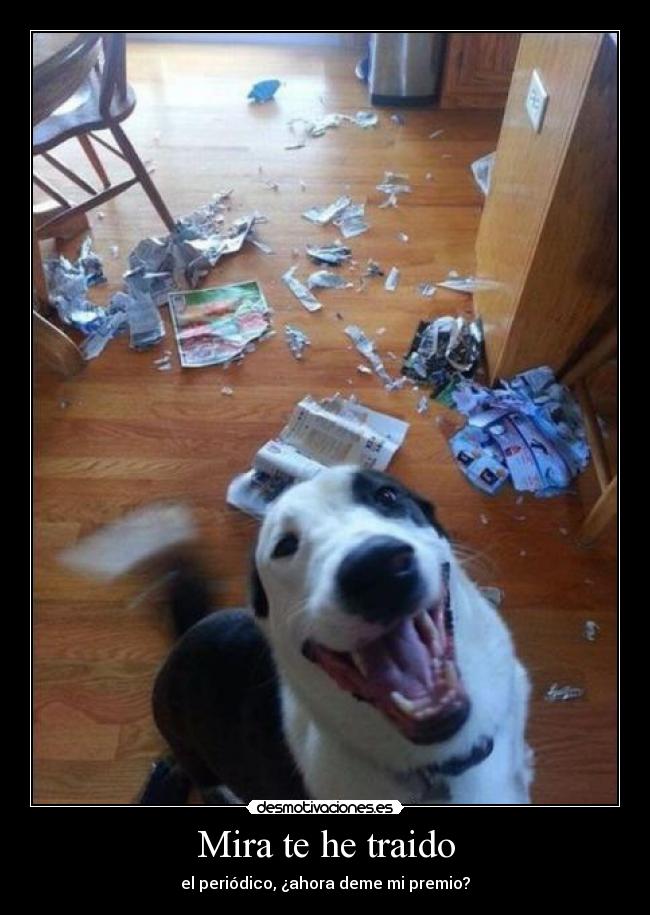Mira te he traido - el periódico, ¿ahora deme mi premio?