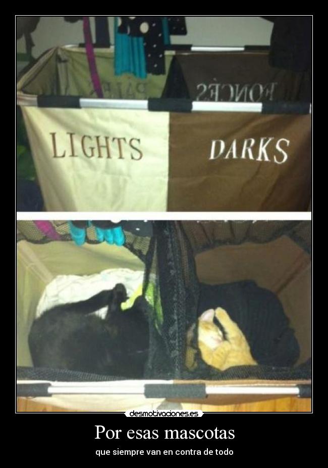 carteles por esas mascotas desmotivaciones