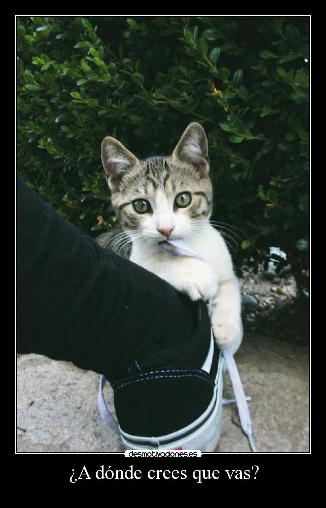 ¿A dónde crees que vas? -