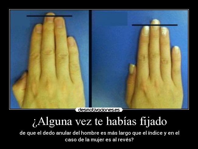 ¿Alguna vez te habías fijado - de que el dedo anular del hombre es más largo que el índice y en el
caso de la mujer es al revés?