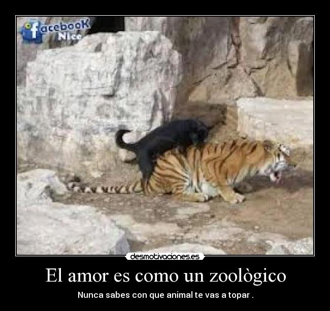 El amor es como un zoològico - Nunca sabes con que animal te vas a topar .