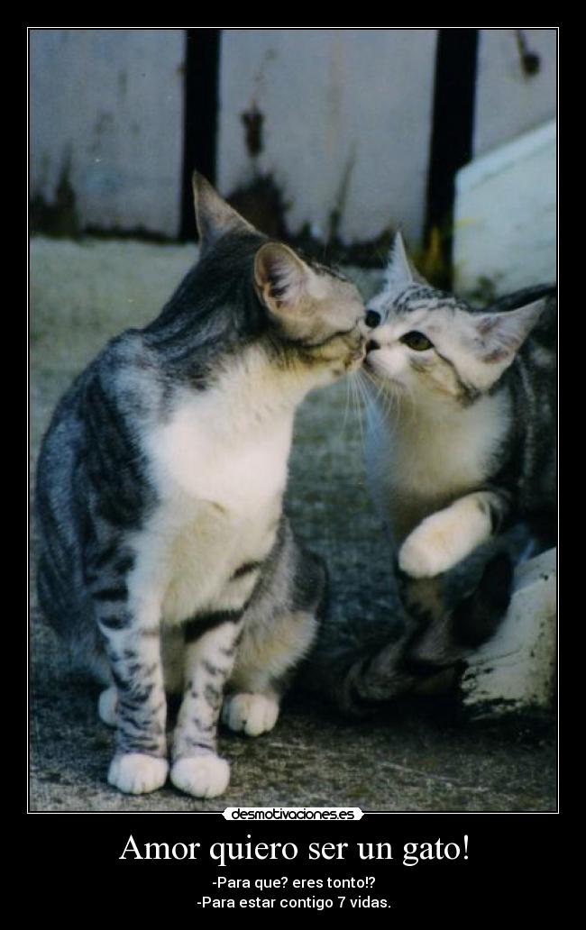 Amor quiero ser un gato! -
