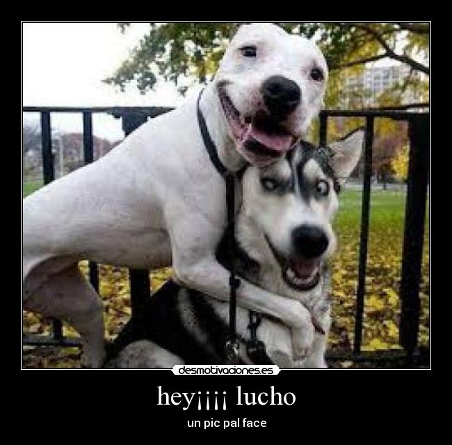 hey¡¡¡¡ lucho - un pic pal face