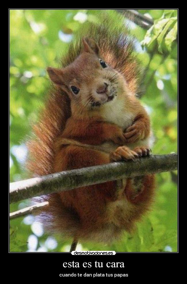 carteles ardilla8 desmotivaciones