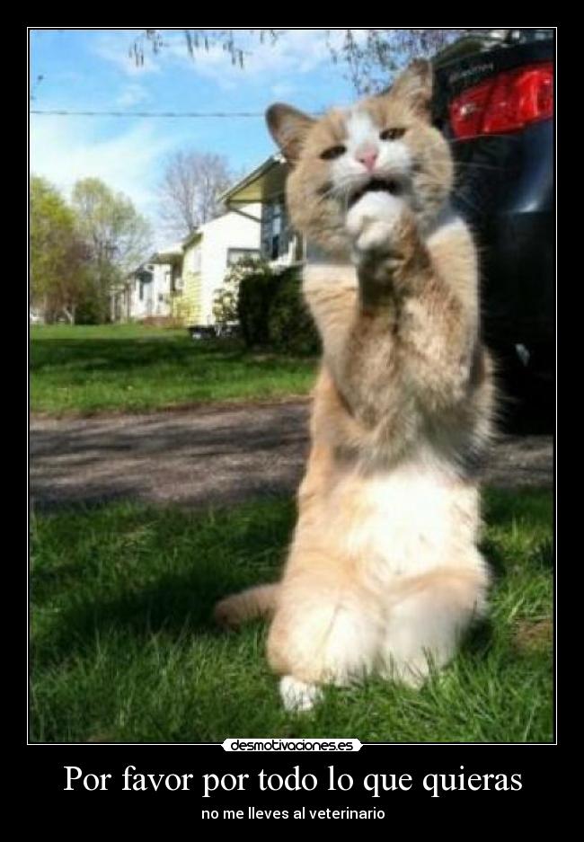 Por favor por todo lo que quieras - 