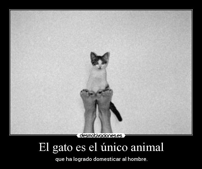 El gato es el único animal - que ha logrado domesticar al hombre.