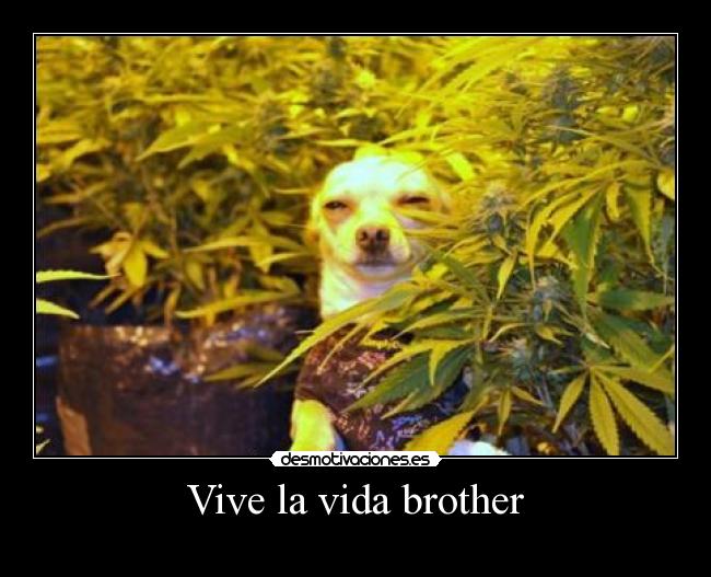 Vive la vida brother - 