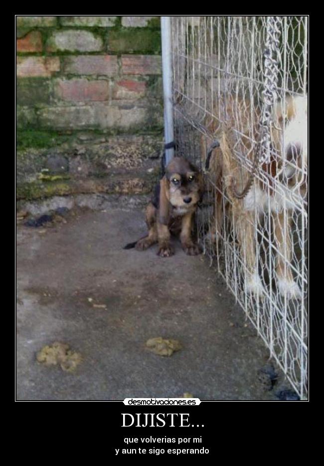 carteles perrito cachorrito jeffwr kioma lool desmotivaciones