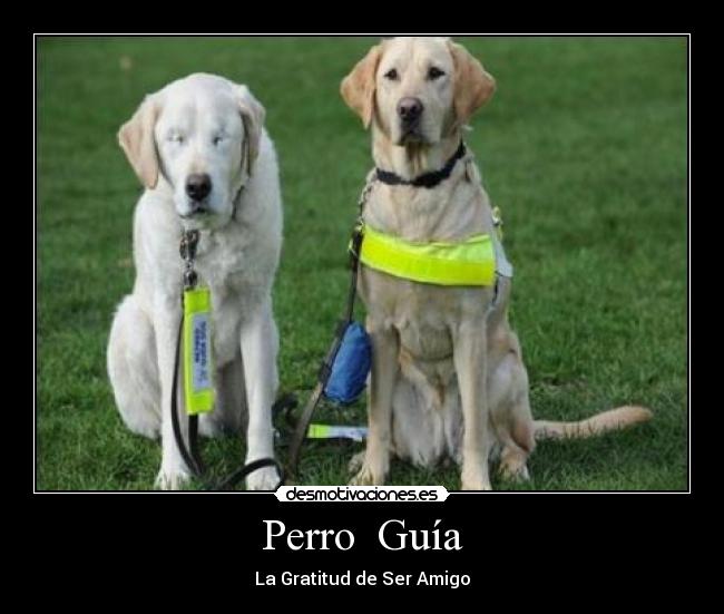 Perro Guía -