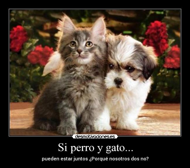 Si perro y gato... - pueden estar juntos ¿Porqué nosotros dos no?