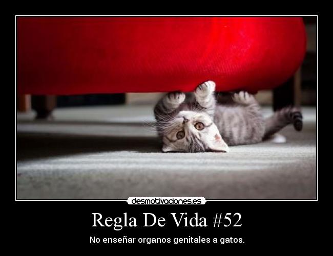 Regla De Vida #52 - No enseñar organos genitales a gatos.