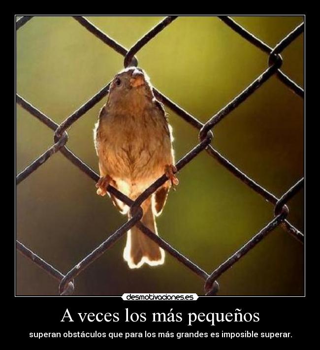 A veces los más pequeños - superan obstáculos que para los más grandes es imposible superar.