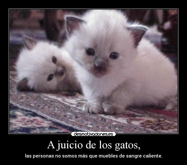 A juicio de los gatos, - las personas no somos más que muebles de sangre caliente.