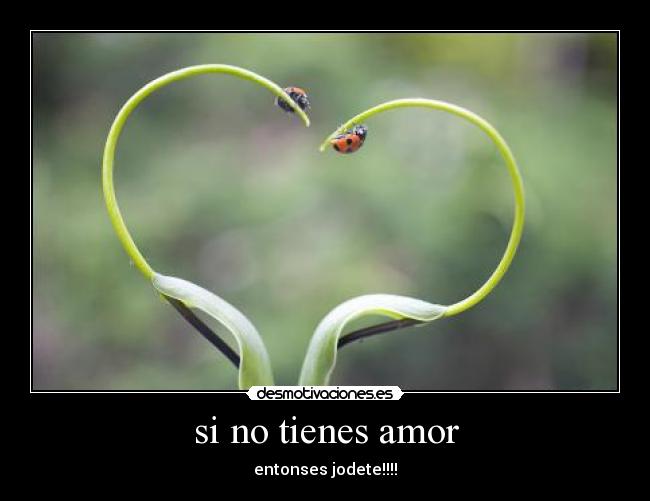 si no tienes amor - 