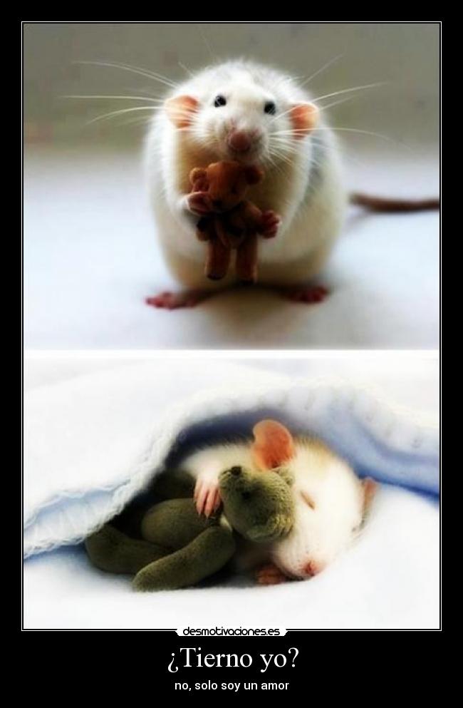 carteles tierno raton con osito desmotivaciones