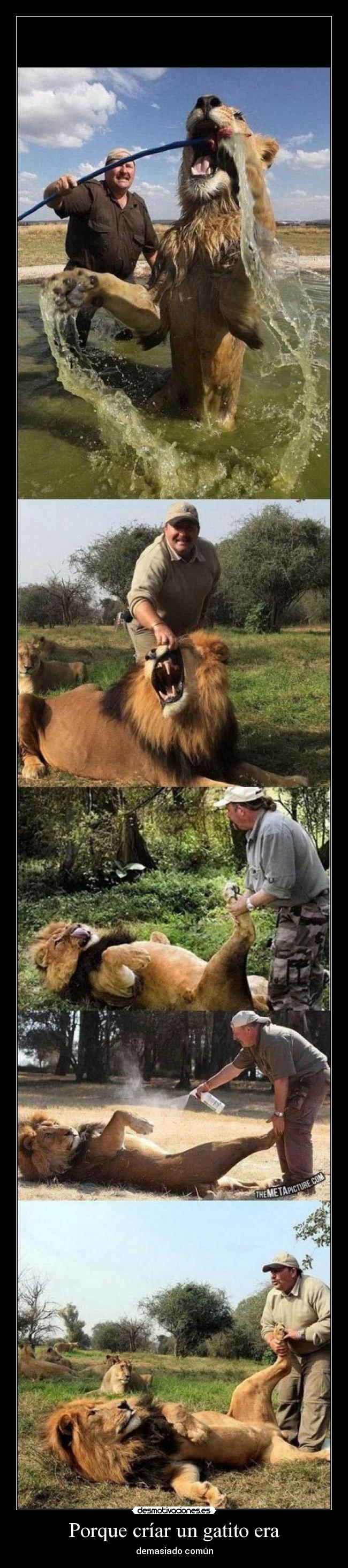 Porque críar un gatito era -