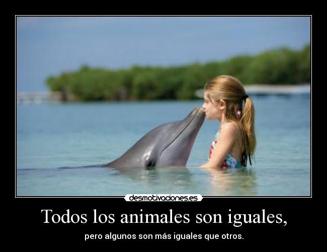 carteles animales delfin desmotivaciones
