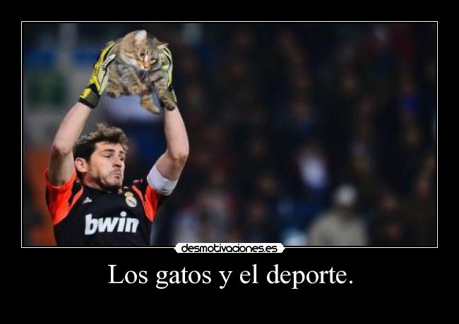 Los gatos y el deporte. - 