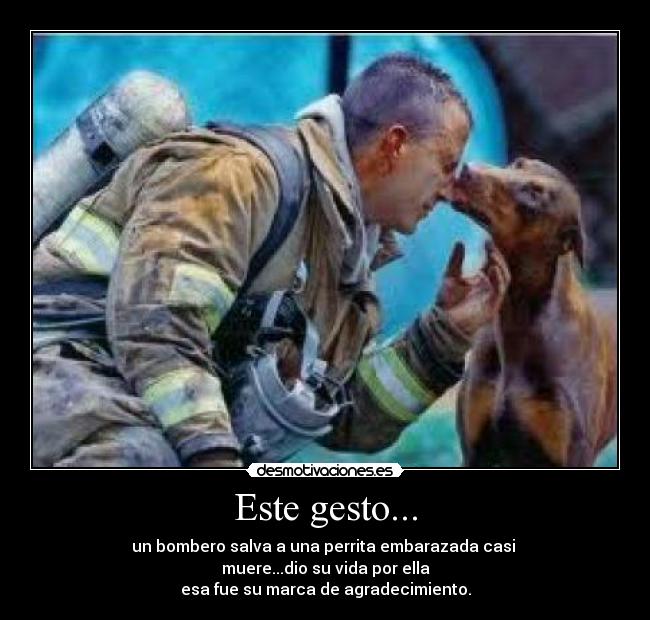 Este gesto... - un bombero salva a una perrita embarazada casi 
muere...dio su vida por ella
esa fue su marca de agradecimiento.