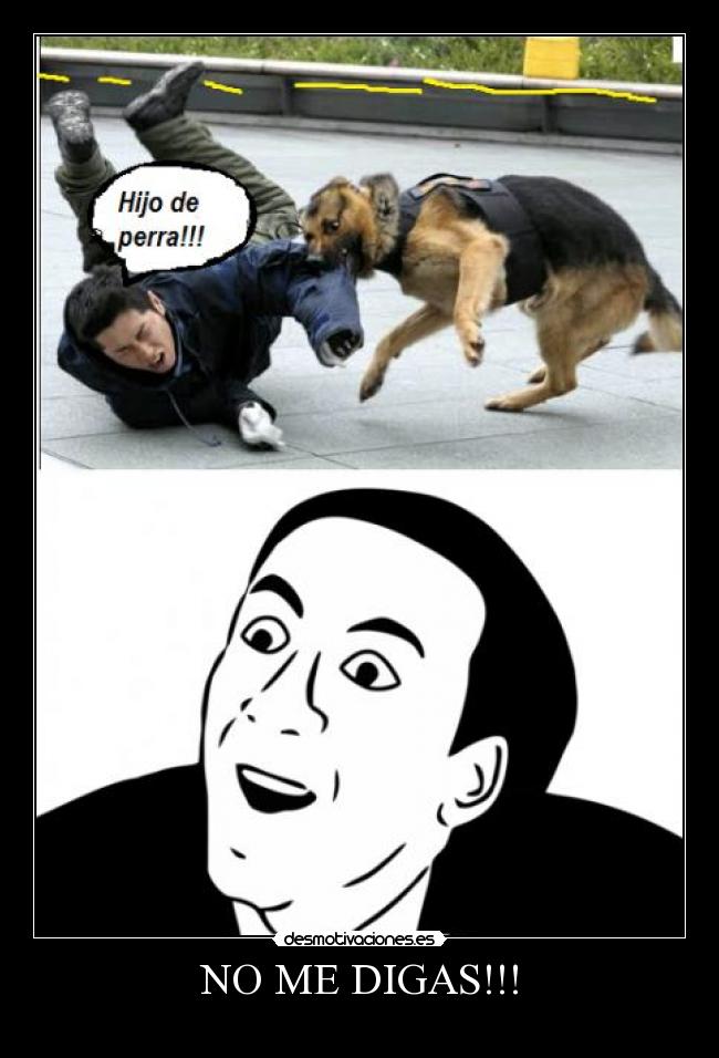 carteles perro desmotivaciones