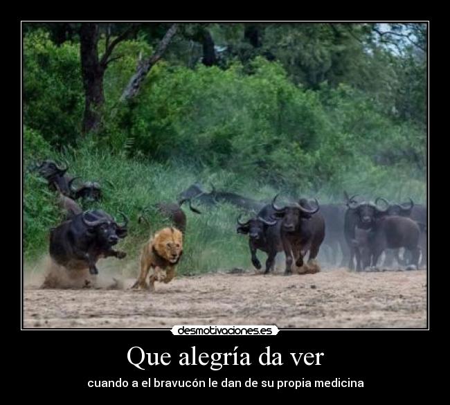 carteles alegria cazador cazado bravucon medicina desmotivaciones