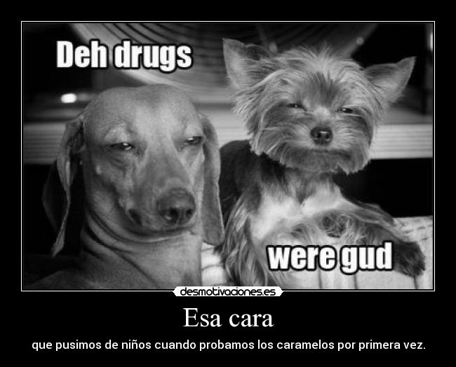 carteles perros cara primera vez que probamos caramelos desmotivaciones