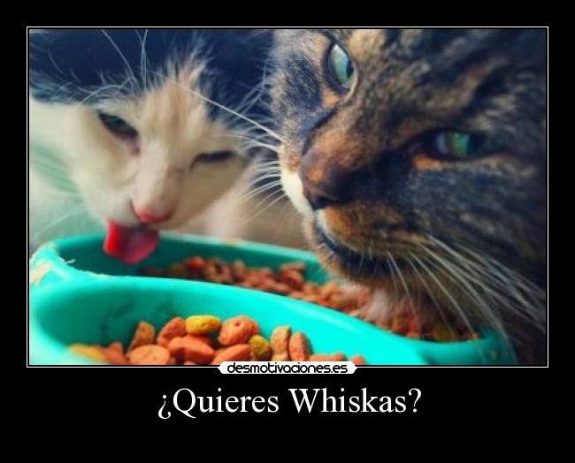 ¿Quieres Whiskas? -