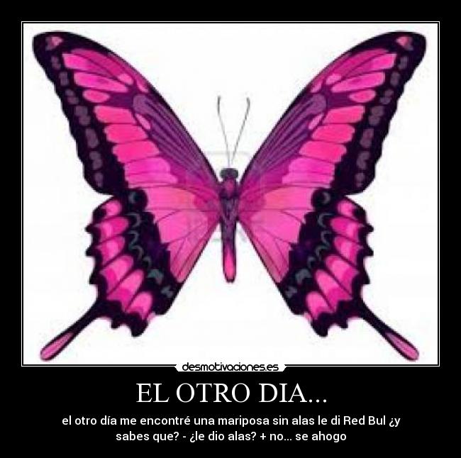 EL OTRO DIA... - el otro día me encontré una mariposa sin alas le di Red Bul ¿y
sabes que? - ¿le dio alas? + no... se ahogo