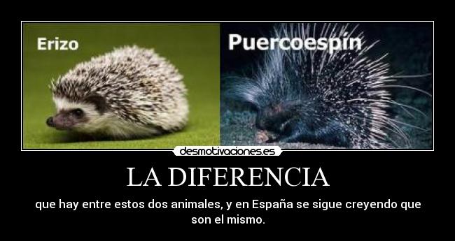 carteles erizo puercoespin diferencia spain desmotivaciones