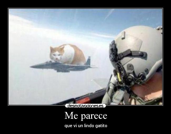 Me parece - que vi un lindo gatito