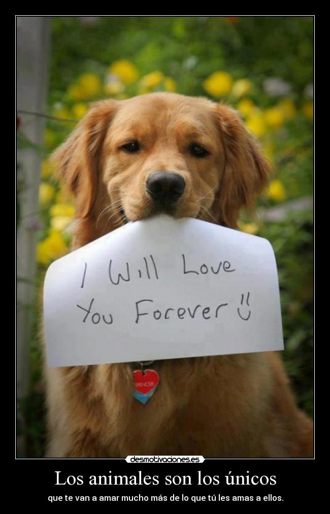 Los animales son los únicos - 