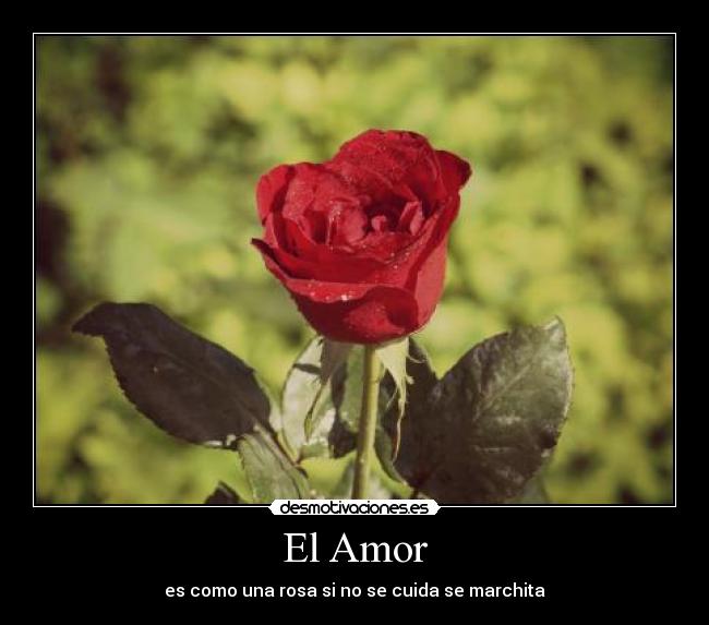 El Amor -