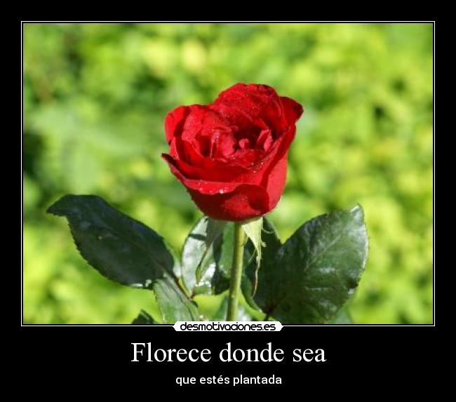 Florece donde sea - que estés plantada