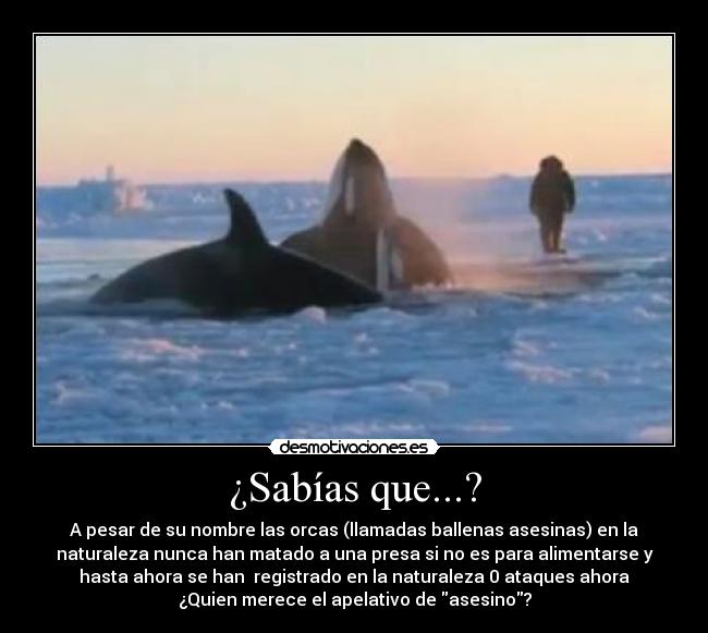 carteles theinmortals ecologiaradical orcas ballenas asesinas humanos desmotivaciones